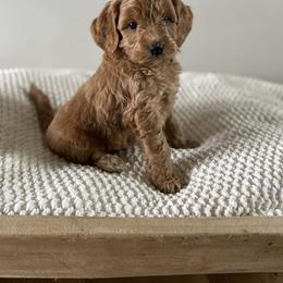 Bernedoodle, Goldendoodle, and Poodle Puppies from Central Valley Canine Companions