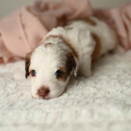Moo - Brown and white female Aussiedoodle puppy in Lincoln, California from Frenchie LOVE and Doodles