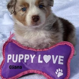 Eliana - Red merle female Australian Shepherd puppy in Magee, Mississippi from Paint ByNumbers Ranch