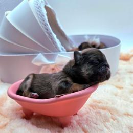 Hyacinth (yellow) - Sable female Shih Tzu puppy in Richmond, Texas from Aleka Shih Tzu