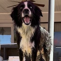 Raven - Australian Shepherd