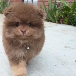 Pomeranian puppies from Ruby's Sky's Kennels Pomeranian's