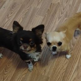 Chihuahua puppies from Roodhaus Chihuahuas