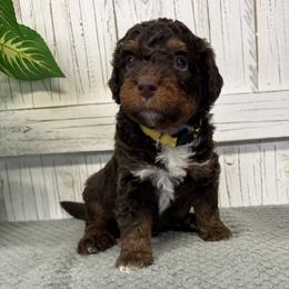 Brandy's Yellow Collar Boy 2150.00 - Tri-color male Bernedoodle puppy in Alvin, Texas from JP Southern Doodles