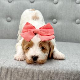 Coral - Parti female Goldendoodle puppy in Queen Creek, Arizona from Goldendoodle AZ