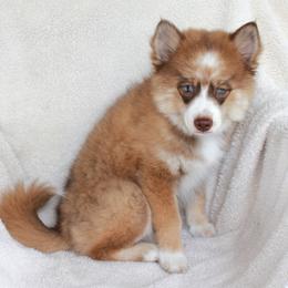 Pomsky Puppies from Highpoint Pomskies
