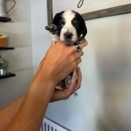 Penny - Piebald female Dachshund puppy in Nashville, Arkansas from Dixies Dachshunds