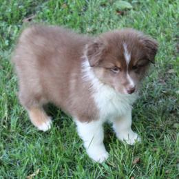 Homer - Red tri-color male Australian Shepherd puppy in Kansas, Oklahoma from Windy G Farm