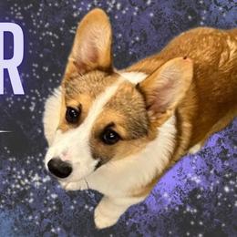Piper - Pembroke Welsh Corgi