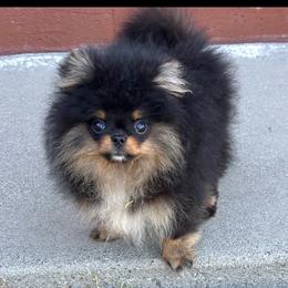 Teddy - Black and tan male Pomeranian puppy in Orland, California from WestCoast Pomeranians