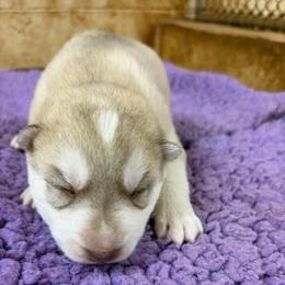 Girl 2 - Red and white female Siberian Husky puppy in Loudon, Tennessee from Kristari Siberians