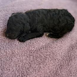 Dawn - Black female Poodle puppy in St. Johnsbury, Vermont from Poodles of the Northern Woods