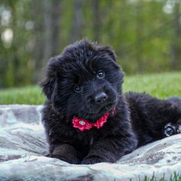 Pink collar - Black female German Shepherd puppy in Howell, Michigan from Sheyenne Buentello's German Shepherds