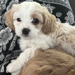 Waffles - White female Cavapoo puppy in Pensacola, Florida from Pensacola Blue Cavapoos