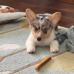 American Corgi and Pembroke Welsh Corgi Puppies from Shells Sunshine Corgis