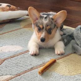 American Corgi and Pembroke Welsh Corgi Puppies from Shells Sunshine Corgis