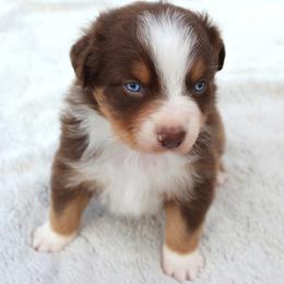 ARTHUR - Red tri-color male Australian Shepherd puppy in Falcon, Missouri from www.maubachranch.com