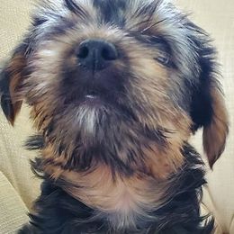 Yorkshire Terriers from Yorkies of Sewickley