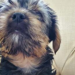 Yorkshire Terriers from Yorkies of Sewickley