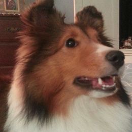 Shetland Sheepdogs from Patriot Shelties (not online)