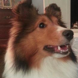 Shetland Sheepdogs from Patriot Shelties (not online)