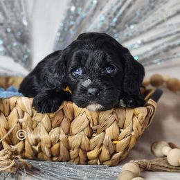 Cavapoo Puppies from Sharices Cavapoos