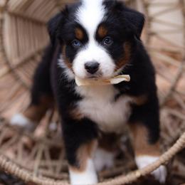 Noelle - Blue merle female Australian Shepherd puppy in Georgetown, Texas from River Reign Australian Shepherds