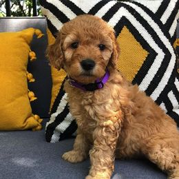 Goldendoodle Puppies from Austin Golden Doodles