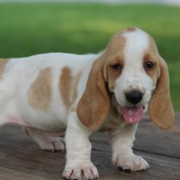 Female 2 - Red and white female Basset Hound puppy in Georgia from Huff's Hounds