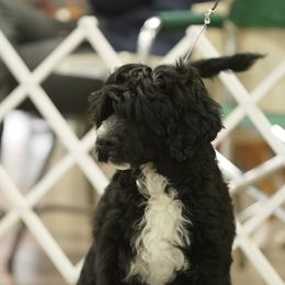 Portuguese Water Dogs from Coves End