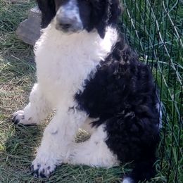 Poodle Puppies from Four Aces Poodles