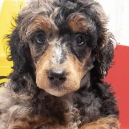 Aussiedoodles from Lovable Doodles SA
