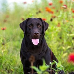 Darla - Labrador Retriever