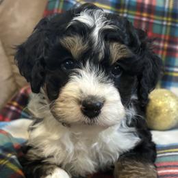 Feathers - Bernedoodle