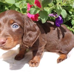 Clohé Chocolate girl long hair - Chocolate and tan female Dachshund puppy in Stockton, California from Wiggles & Wags Dachshund's