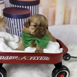 Bentley - Liver male Shih Tzu puppy in Columbia, Kentucky from Lisa Bandy Shih Tzu