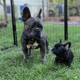 French Bulldog Puppies from Ayala’s