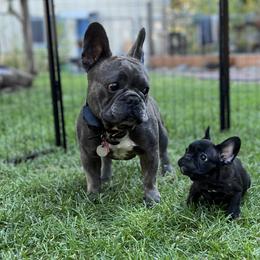 French Bulldog Puppies from Ayala’s