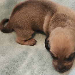 Dachshund Puppies from Happy Acres  Miniature Dachshunds