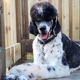 Ozzy - Poodle