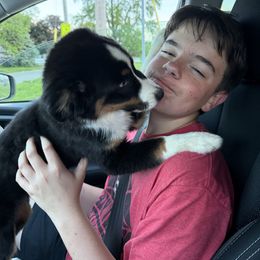 Everett - Australian Shepherd