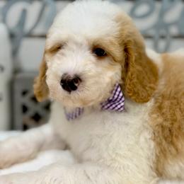 Ducky - Red male Bernedoodle puppy in Hegins, Pennsylvania from Bubbling Springs Doodles, LLC