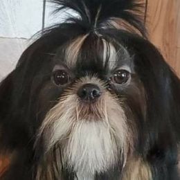 Tahoe  - Shih Tzu