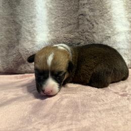 Queenie - White and red female Pembroke Welsh Corgi puppy in Ohio from Canal Corgis