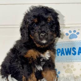 America - Curly Coat - Tri-color female Bernedoodle puppy in Beecher, Illinois from Erica’s Doodles