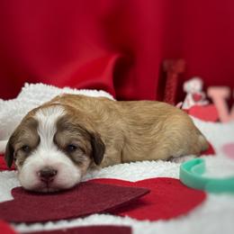 Boy 3 - Sable Aussiedoodle puppy in Leitchfield, Kentucky from Salt River Kennels
