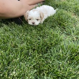 Shih Tzu Puppies from Wachowicz Shihtzu