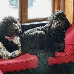 Newfoundland, Newfypoo, and Sheepadoodle All Grown Up from Sweet Creek Pups