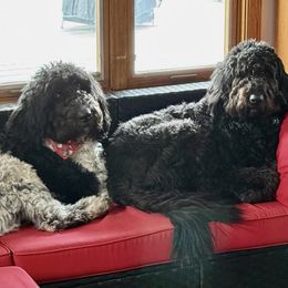 Newfoundland, Newfypoo, and Sheepadoodle All Grown Up from Sweet Creek Pups