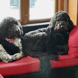 Newfoundland, Newfypoo, and Sheepadoodle All Grown Up from Sweet Creek Pups